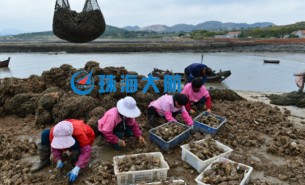 生蠔自動分揀機，取代人工分揀，高效精準省人工