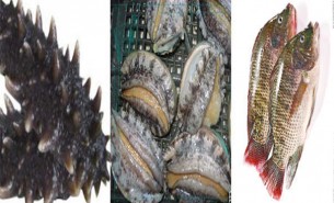 海參鮑魚(yú)自動(dòng)分選機(jī)-自動(dòng)上料排序重量稱重選別設(shè)備