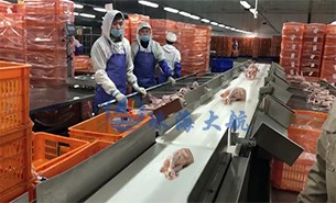 白條雞分揀機、整鴨分選機高效取代人工分揀，比人工快5倍
